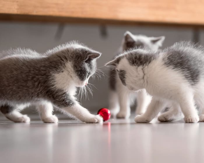 Pet Boarding in Gainesville | Cat & Dog Boarding Services