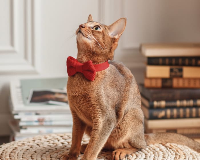 Geriatric Care for Pets, Gainesville